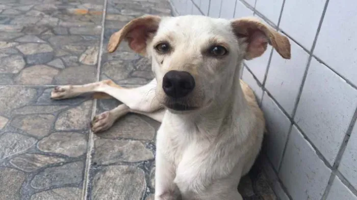 Cachorro ra a Vira lata idade 2 a 6 meses nome Kate 