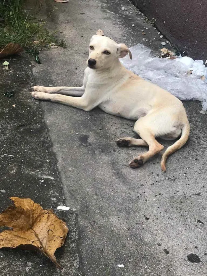 Cachorro ra a Vira lata idade 2 a 6 meses nome Kate 