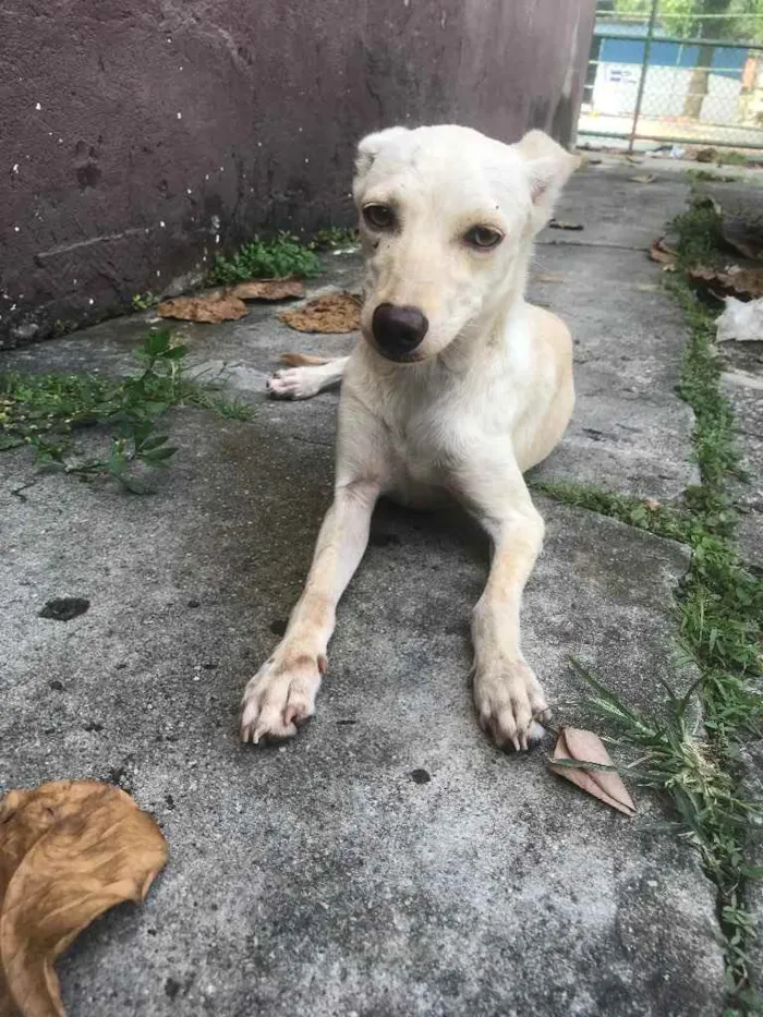 Cachorro ra a Vira lata idade 2 a 6 meses nome Kate 