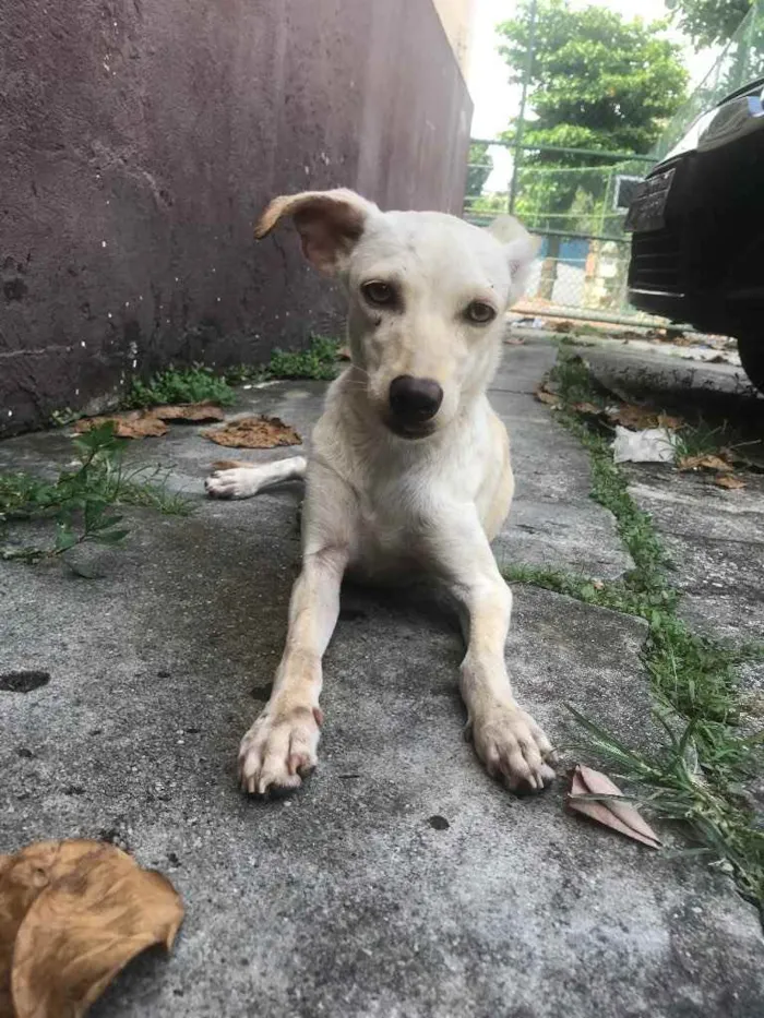 Cachorro ra a Vira lata idade 2 a 6 meses nome Kate 