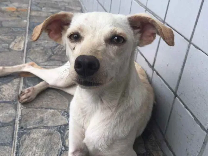 Cachorro ra a Vira lata idade 2 a 6 meses nome Kate 