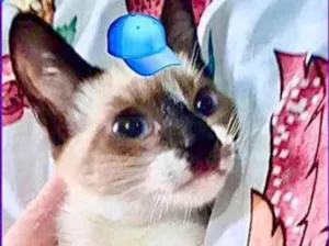 Gato raça Srd  idade 2 a 6 meses nome Nico bebê urgente 