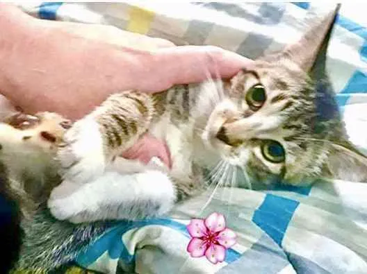 Gato raça Srd  idade 2 a 6 meses nome Manu bebê urgente 