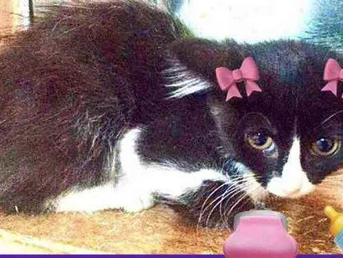 Gato raça Srd idade 2 a 6 meses nome Fanny bebê peludinha