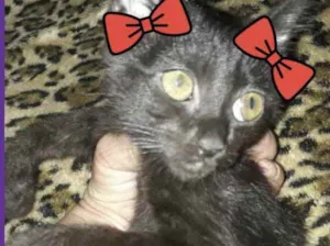 Gato raça Srd idade 2 a 6 meses nome Lica bebê urgente 
