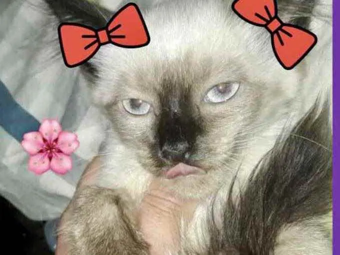 Gato raça Srd idade 2 a 6 meses nome Nanny bebê urgente 