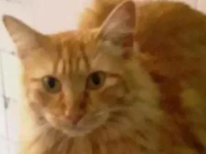 Gato raça Srd idade 7 a 11 meses nome Susy