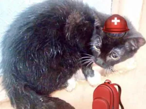 Gato raça Srd  idade 2 a 6 meses nome Rindo bebê peludinho