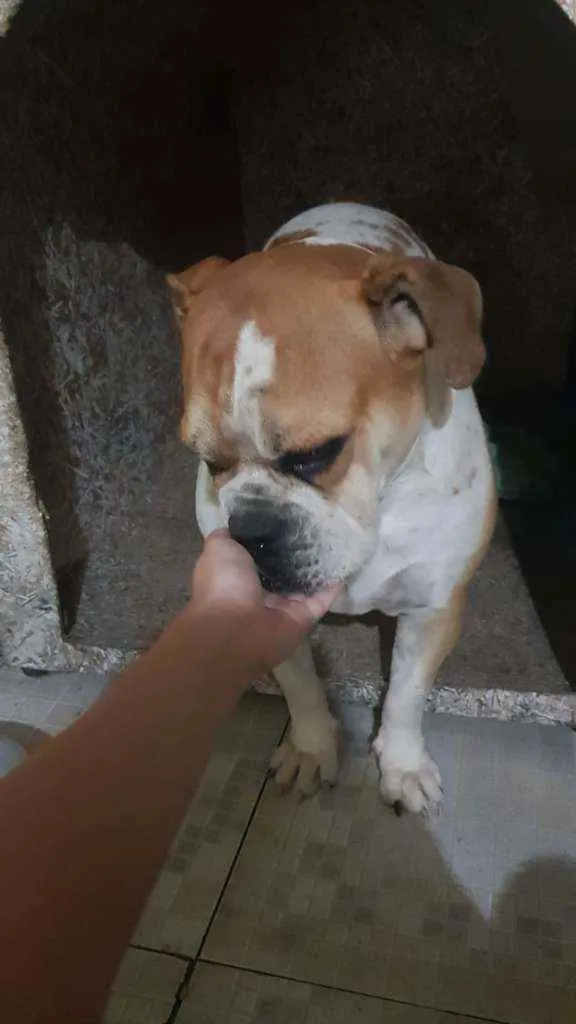 Cachorro ra a Buldogue  idade 5 anos nome Athena