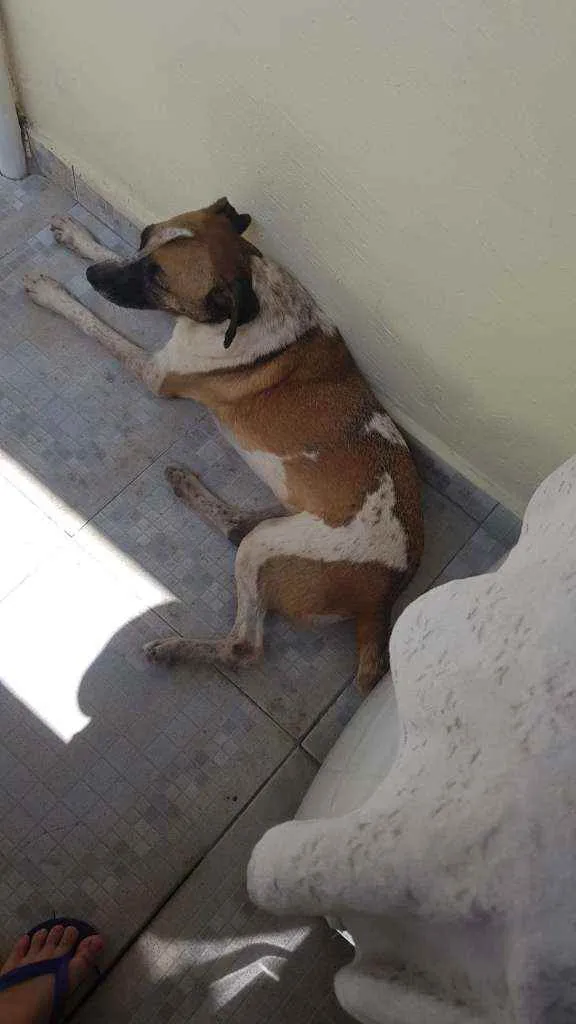 Cachorro ra a SDR idade 4 anos nome Donna