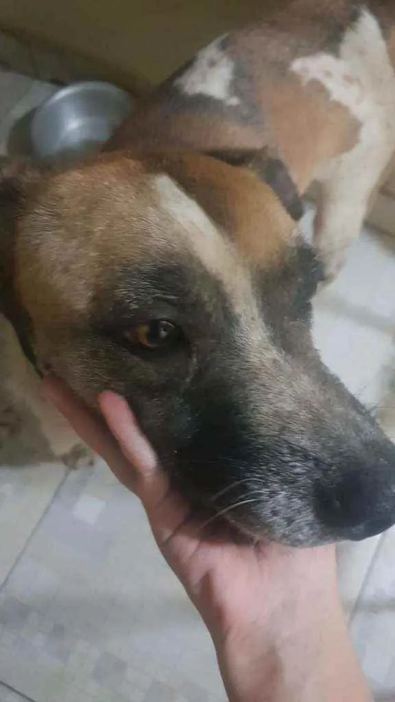 Cachorro ra a SDR idade 4 anos nome Donna