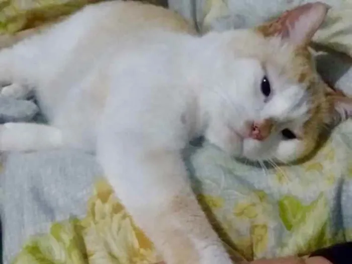 Gato raça  idade 4 anos nome Luck amoroso e lindo