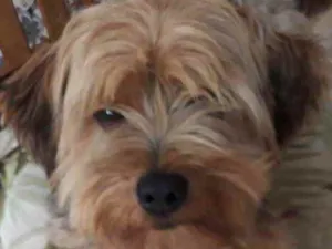 Cachorro raça SRD  idade 1 ano nome Sem Nome 