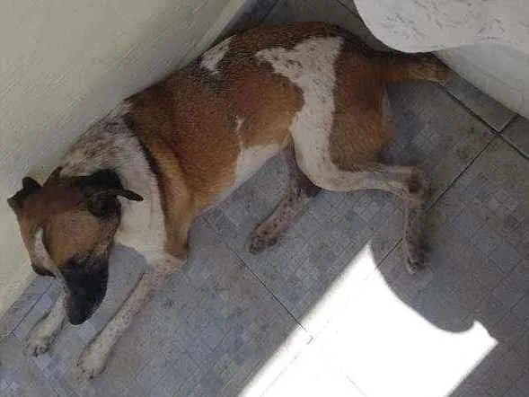 Cachorro ra a SDR idade 4 anos nome Donna