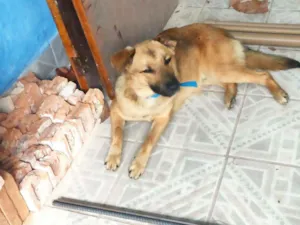 Cachorro raça misto pastor idade 7 a 11 meses nome caramelo