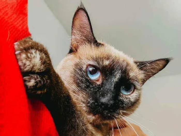 Gato ra a SRD idade 1 ano nome Rosa