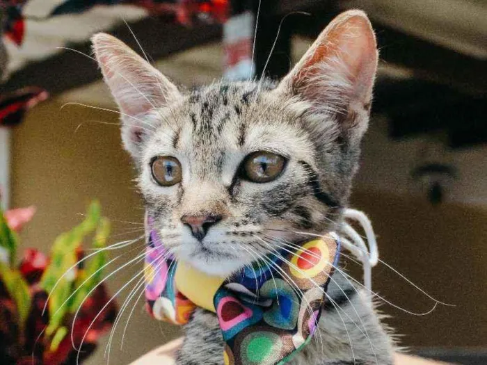 Gato ra a SRD idade 2 a 6 meses nome Leona