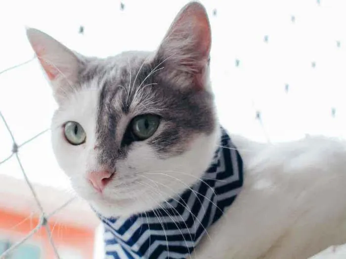 Gato ra a SRD idade 7 a 11 meses nome Erick