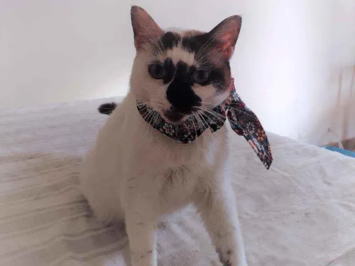 Gato ra a SRD idade 1 ano nome Paola