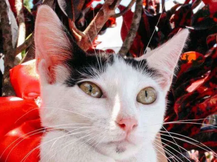 Gato ra a SRD idade 2 a 6 meses nome Luly