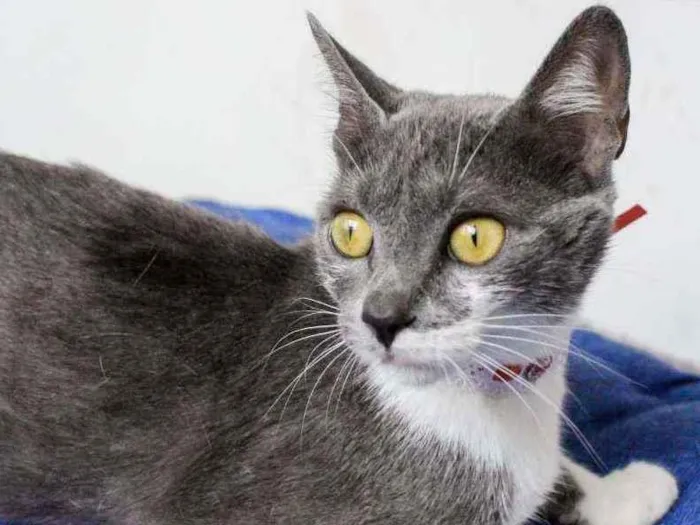 Gato ra a SRD idade 7 a 11 meses nome Felicia
