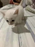 Mimi