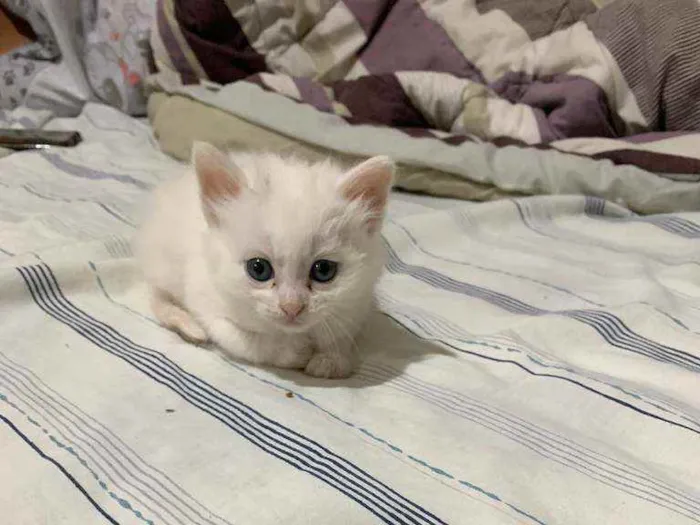 Gato ra a Não sei idade 2 a 6 meses nome Bolinha