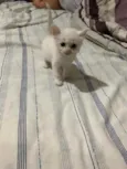 Fofinho