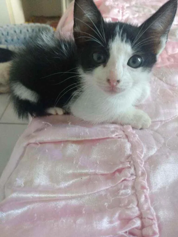 Gato raça Srd idade Abaixo de 2 meses nome Caio