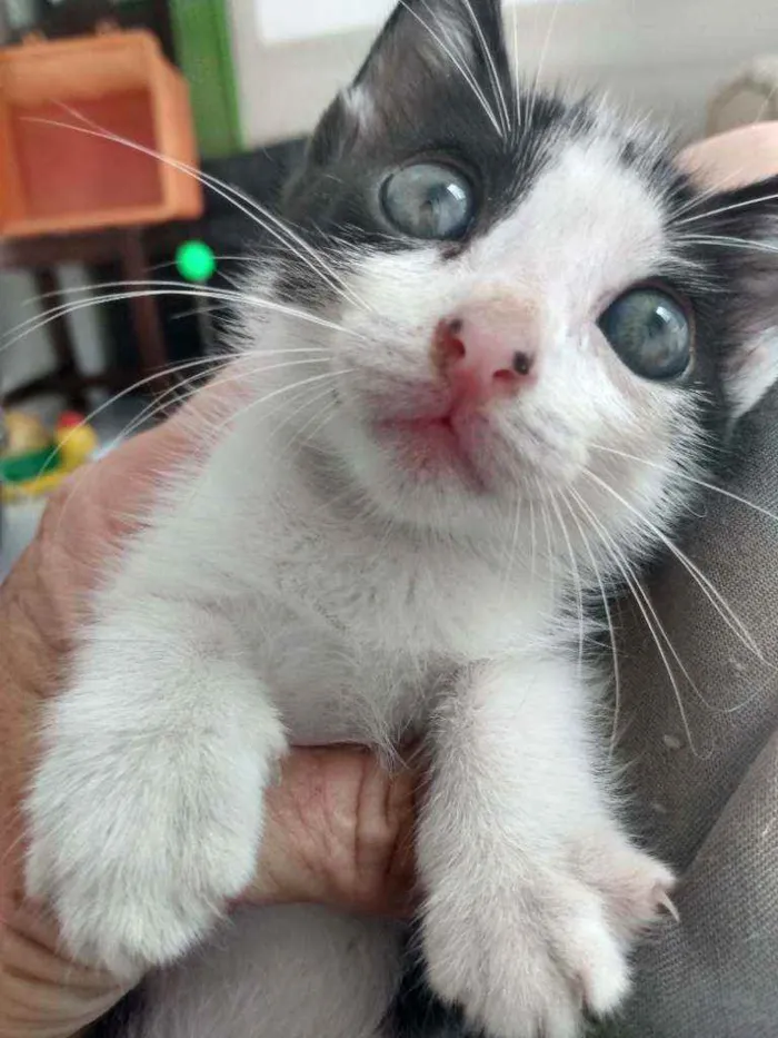 Gato raça Srd idade Abaixo de 2 meses nome Caio