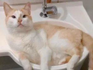 Gato raça  idade 4 anos nome Luck amoroso e lindo