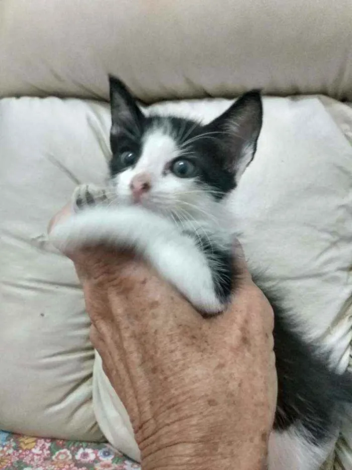 Gato raça Srd idade Abaixo de 2 meses nome Caio