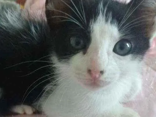 Gato raça Srd idade Abaixo de 2 meses nome Caio
