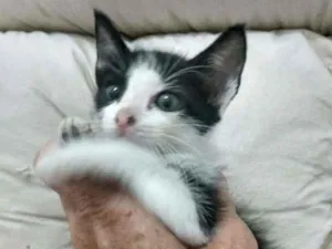 Gato raça Srd idade Abaixo de 2 meses nome Caio