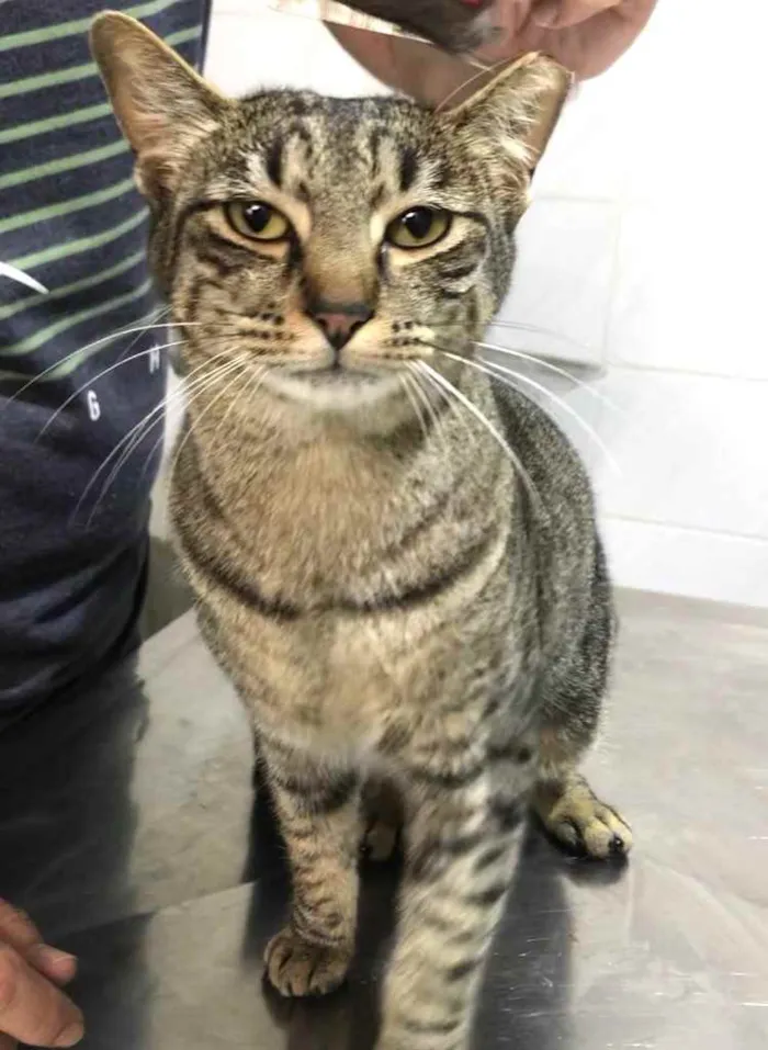 Gato raça Srd  idade 1 ano nome Gucci lindo gatinho 