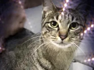 Gato raça Srd  idade 1 ano nome Gucci lindo gatinho 