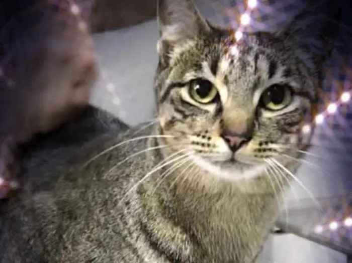 Gato raça Srd  idade 1 ano nome Gucci lindo gatinho 