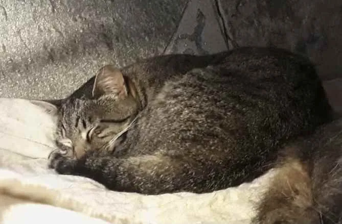 Gato raça Srd idade 1 ano nome Giorgio Armani lindo