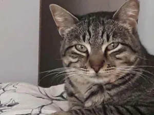 Gato raça Srd idade 1 ano nome Giorgio Armani lindo