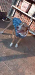 Apolo