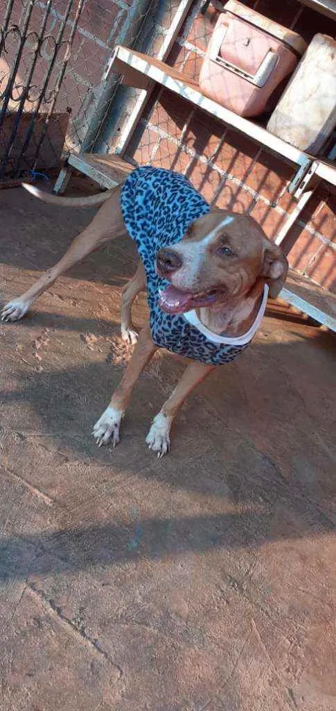Cachorro ra a Pit Bull idade 4 anos nome Apolo