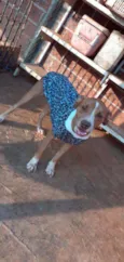 Apolo