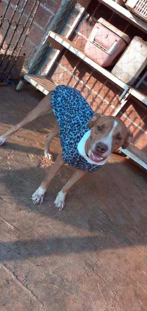 Cachorro ra a Pit Bull idade 4 anos nome Apolo