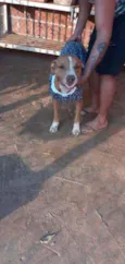 Apolo