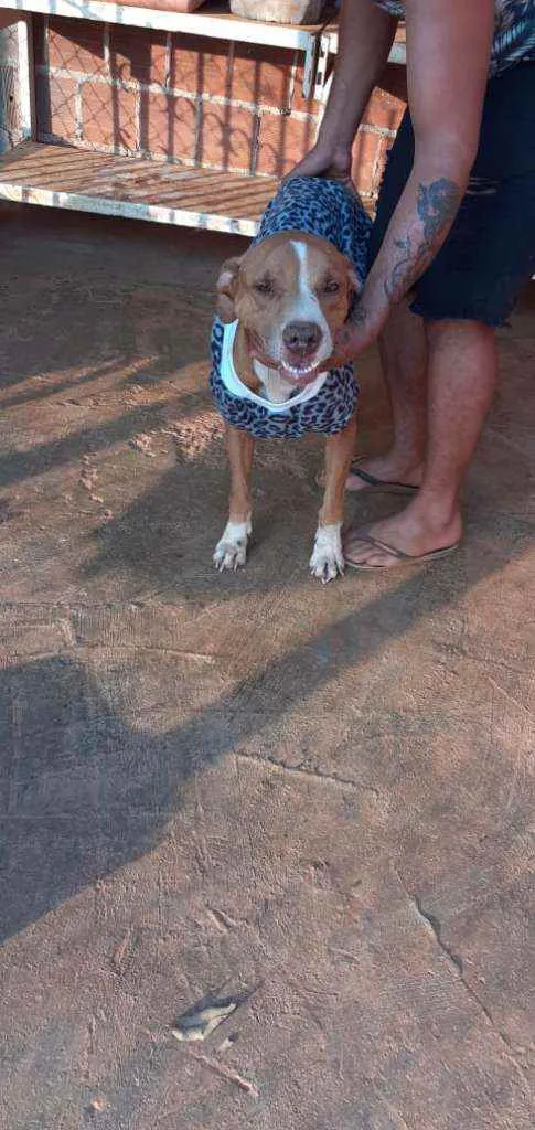 Cachorro ra a Pit Bull idade 4 anos nome Apolo