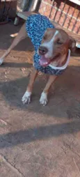 Apolo