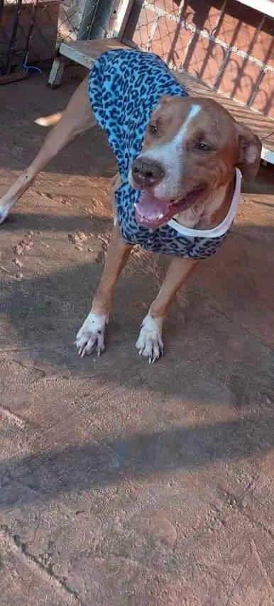 Cachorro ra a Pit Bull idade 4 anos nome Apolo