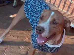 Cachorro raça Pit Bull idade 4 anos nome Apolo