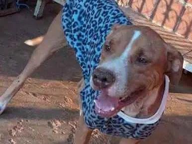 Cachorro ra a Pit Bull idade 4 anos nome Apolo