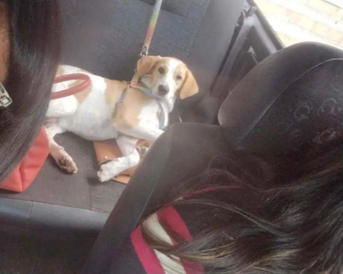 Cachorro ra a SRD idade 7 a 11 meses nome Margot